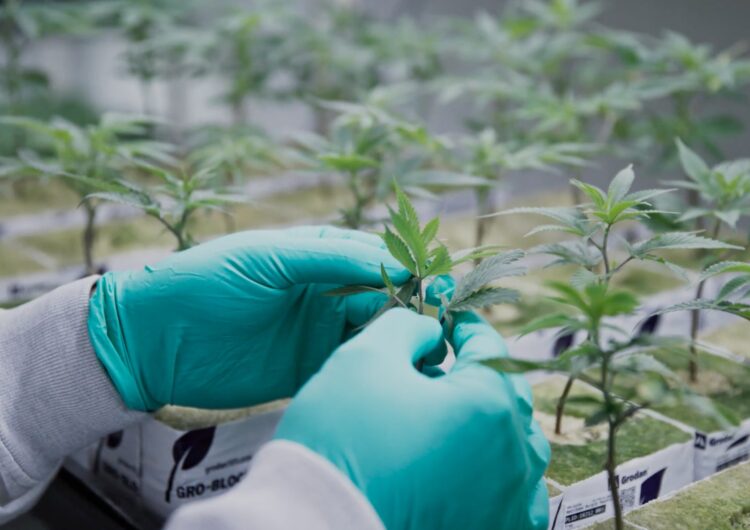 Aurora Cannabis: Medical Sales Boom Worldwide, Cash Flow to Swing Positive  – Quarterly Update Report