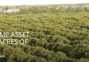 Farewell Citrus, Hello Sweet Land Monetization: Alico Delivers Top-Down Beat – Quarterly Update Report