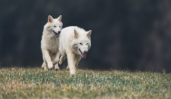 How Ethics Boards Shape Next-Gen Conservation at Colossal Biosciences