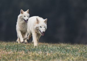 How Ethics Boards Shape Next-Gen Conservation at Colossal Biosciences