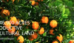 Alico Inc.: Land-centric Model Takes Hold and Earnings Jump – Quarterly Update Report