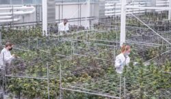 Aurora Cannabis: 3Q Revenue Jumps on Strong Medical Sales – Quarterly Update Report