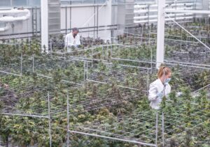 Aurora Cannabis: 3Q Revenue Jumps on Strong Medical Sales – Quarterly Update Report
