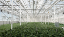 Aurora Cannabis Generates 55% Revenue Outside Canada as Medical Sales Surge – Quarterly Update Report
