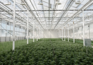 Aurora Cannabis Generates 55% Revenue Outside Canada as Medical Sales Surge – Quarterly Update Report