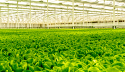 Local Bounti: Stack & Flow, Retail Demand, and SKU Breadth – Initiation Report