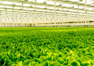 Local Bounti: Stack & Flow, Retail Demand, and SKU Breadth – Initiation Report