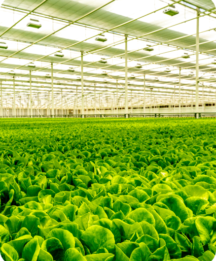 Local Bounti: Stack & Flow, Retail Demand, and SKU Breadth – Initiation Report