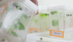 Cibus Inc’s Precision-Breeding Platform and BioFragrance Scale-Up Support Commercial Inflection