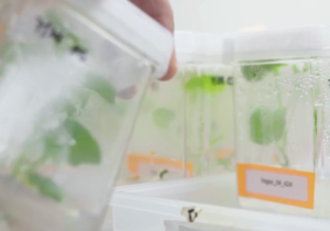 Cibus Inc’s Precision-Breeding Platform and BioFragrance Scale-Up Support Commercial Inflection