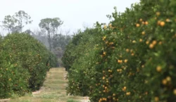Alico 3Q Revenue Jumps on Booming Land Management Strategy – Quarterly Update Report