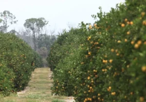 Alico 3Q Revenue Jumps on Booming Land Management Strategy – Quarterly Update Report