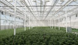 Why Aurora Cannabis Looks Cheaper Than Its International Growth Suggests – Quarterly Update Report