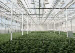 Why Aurora Cannabis Looks Cheaper Than Its International Growth Suggests – Quarterly Update Report